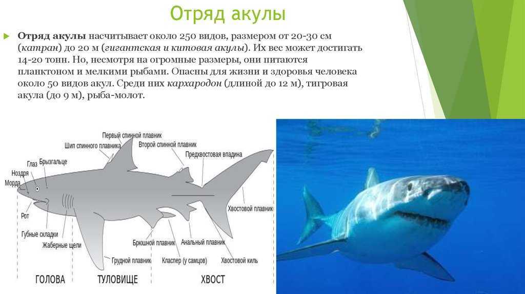 Гренландская акула – монстр-долгожитель. описание полярной акулы