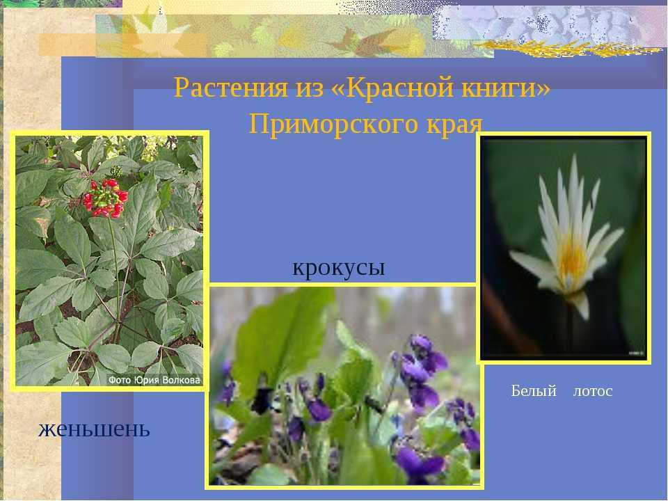 Растения красной книги россии и мира: самый полный список, описание и фото — женские советы