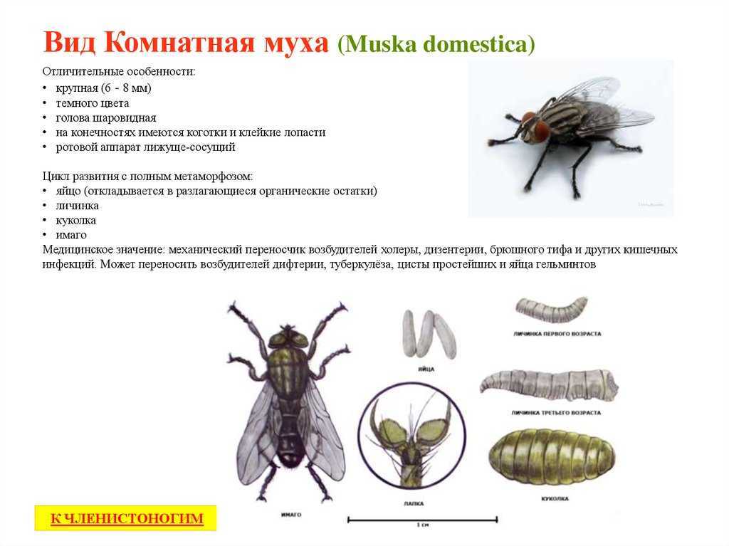 Осовидная муха журчалка, или муха сирфида — внешний вид и среда обитания.