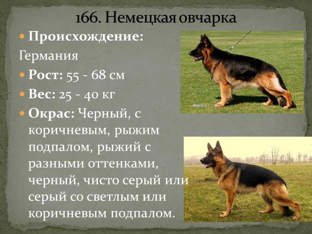 Окрас немецкой овчарки — какие масти бывают по стандарту, разновидности цветов шерсти