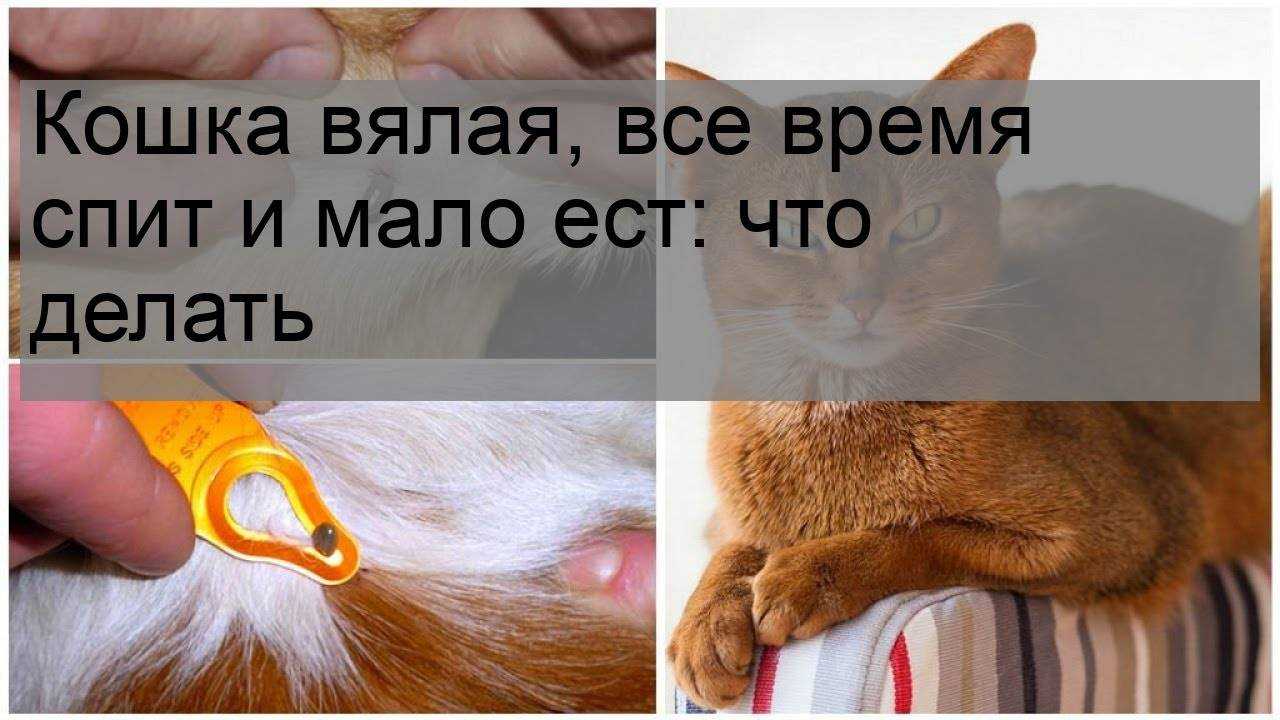 Мы расскажем, что нужно предпринять, если кот тяжело дышит