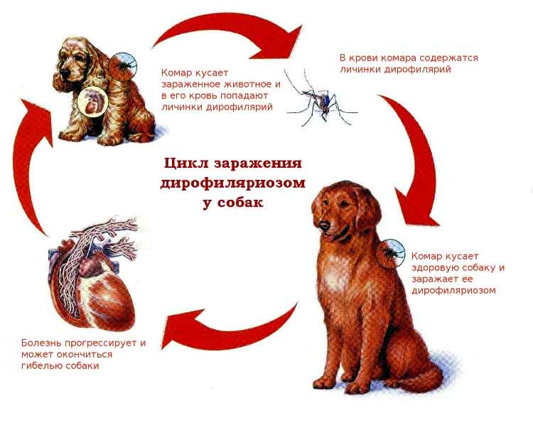 Глисты у щенка. что делать владельцу