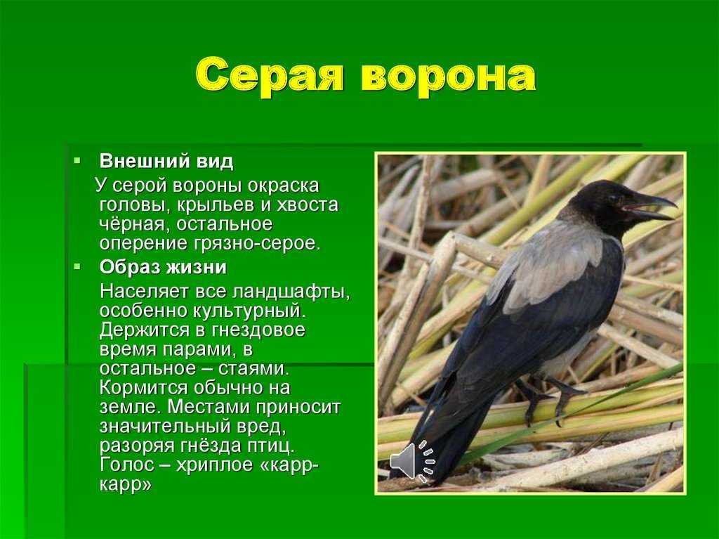 Серая ворона: сколько живёт, чем питается и где обитает