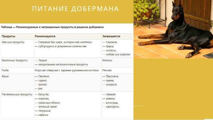Чем кормить добермана в домашних условиях: натуральные продукты, сухие корма и специальные добавки для беременных сук и щенков