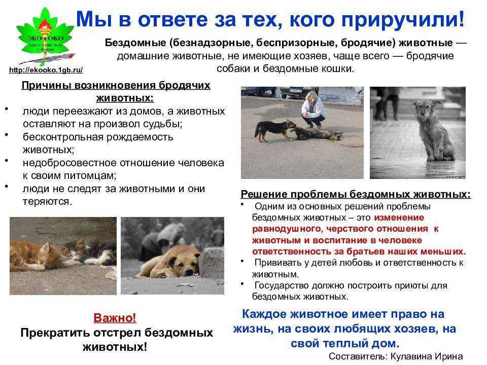 Куда обращаться, если в вашем районе много бродячих собак - куда звонить или справочник полезных телефонов.