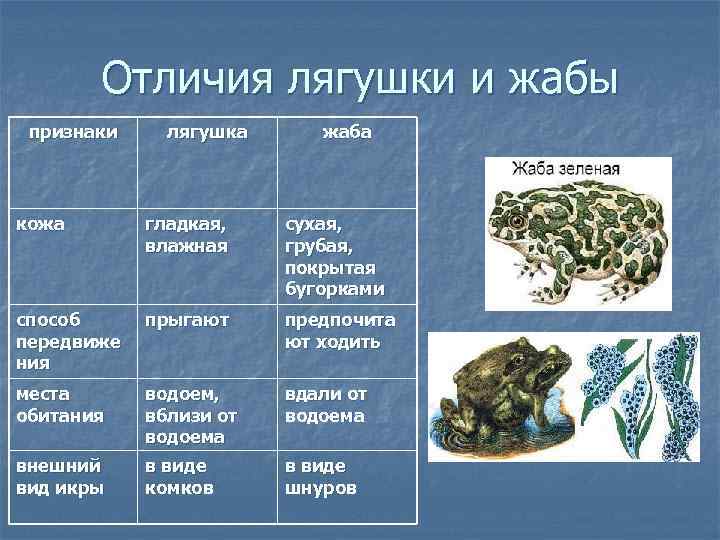 Сравнение лягушки и жабы: сходство и различия. основные особенности амфибий, и чем отличается лягушка от жабы отличие лягушки от жабы и сходство
