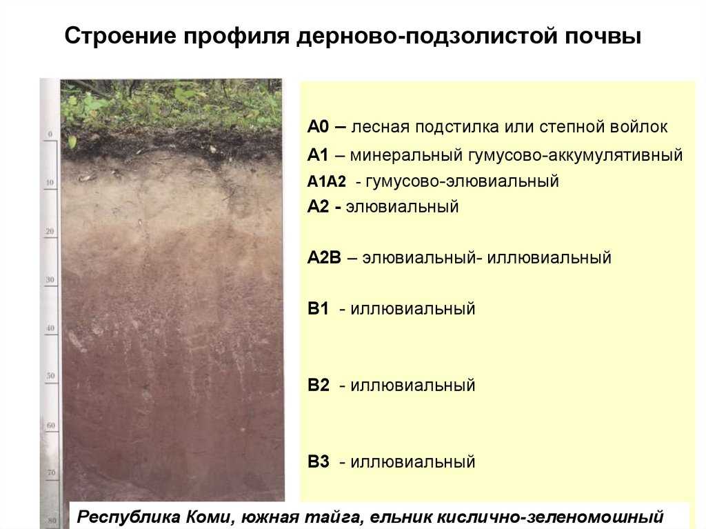 Презентация на тему "изучение дерново – карбонатных почв" по биологии
