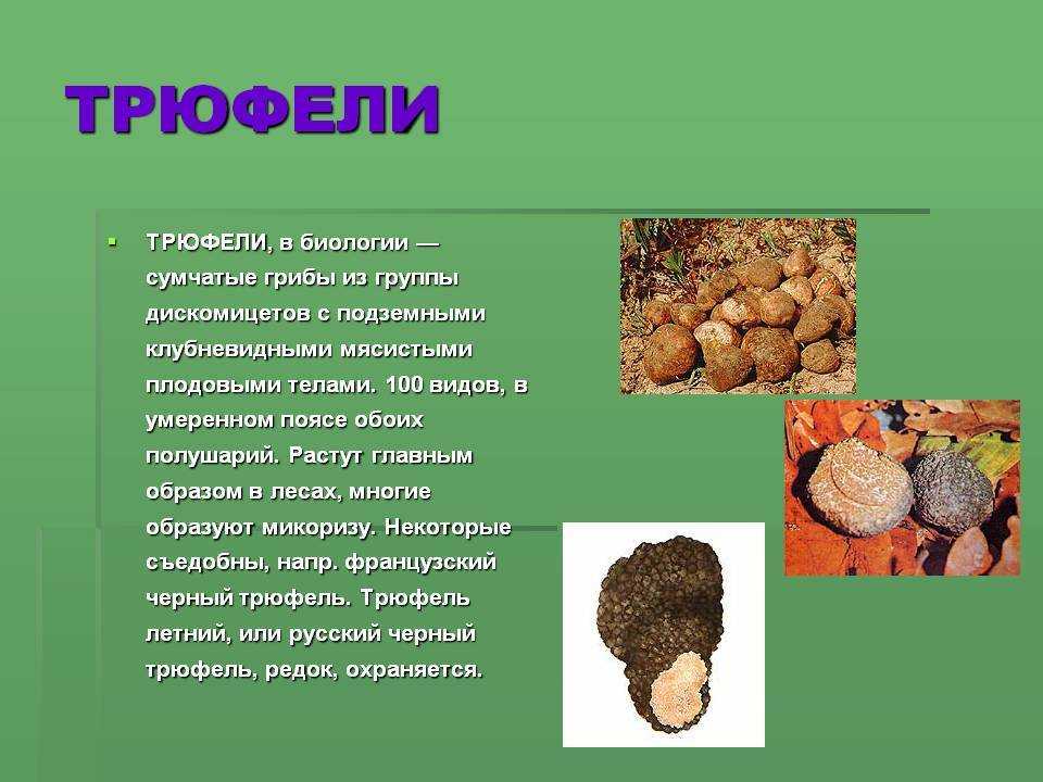 Гриб трюфель: фото и описание, где растет в россии, выращивание