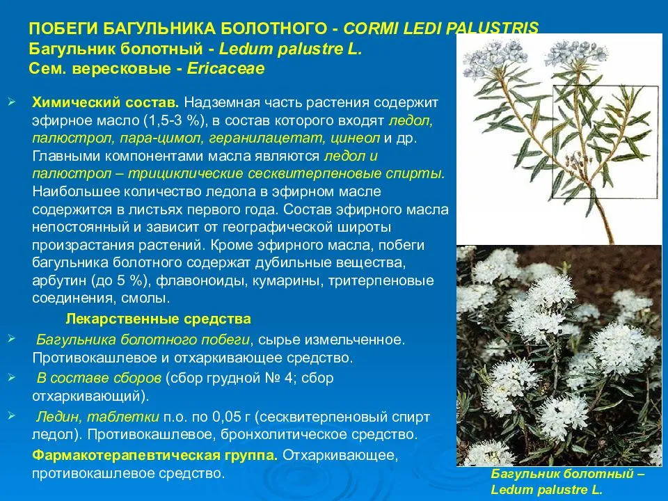 Багульник болотный