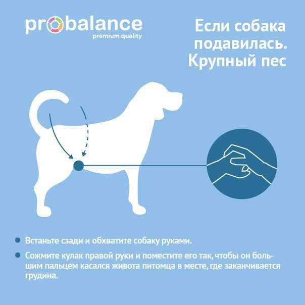Рвота белой пеной у собаки: лечение и первая помощь