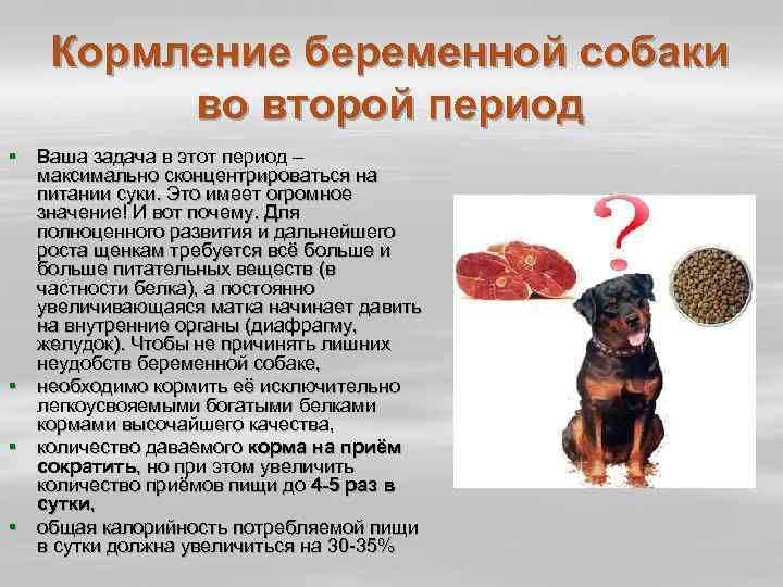 Чем кормить собаку после родов: правила питания