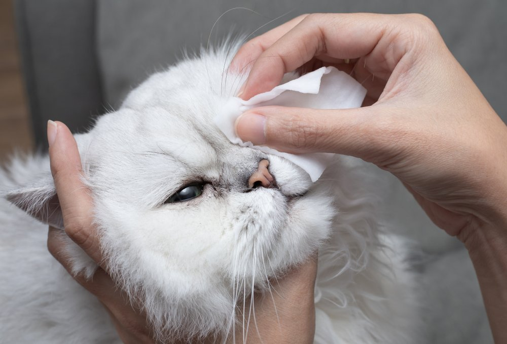 У кошки слезятся глаза, что делать