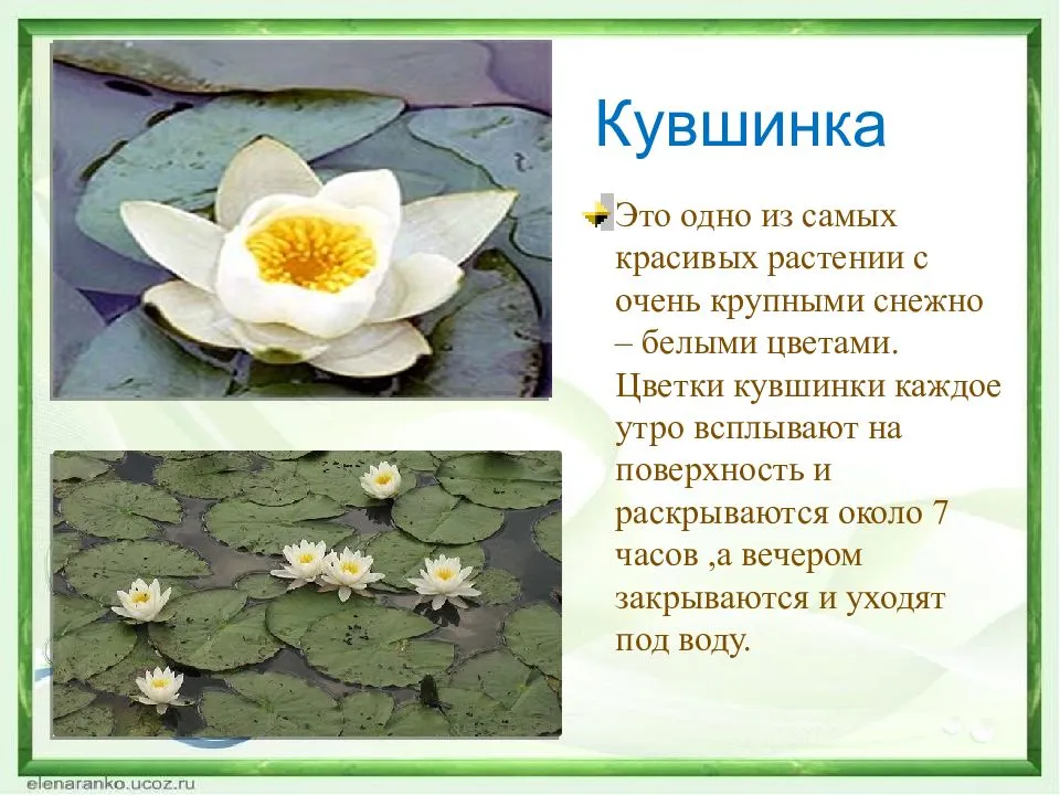 Красная книга татарстана – список животных и растений, краткое описание для детей (2 класс, окружающий мир)