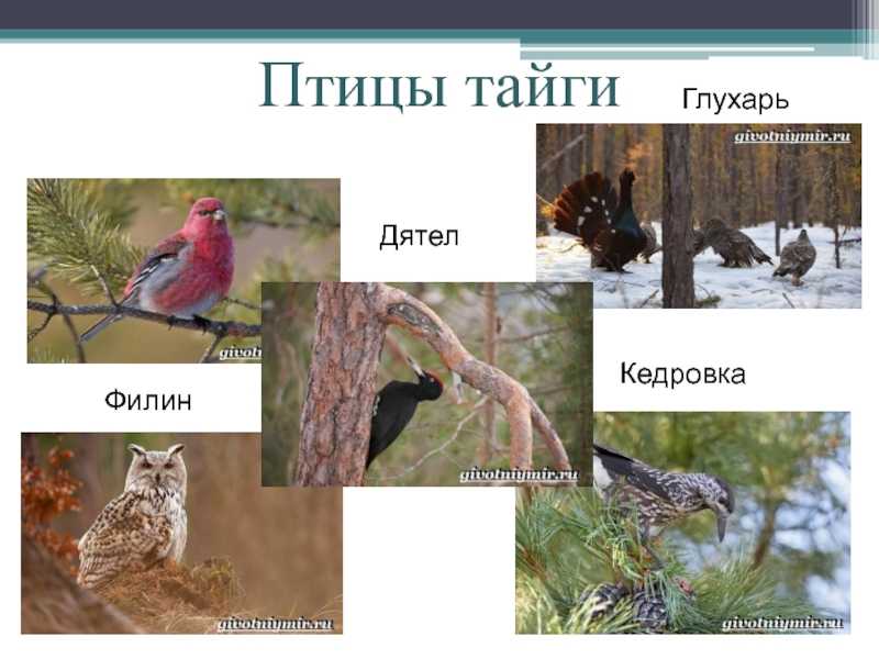 Какие лесные птицы встречаются в разных широтах