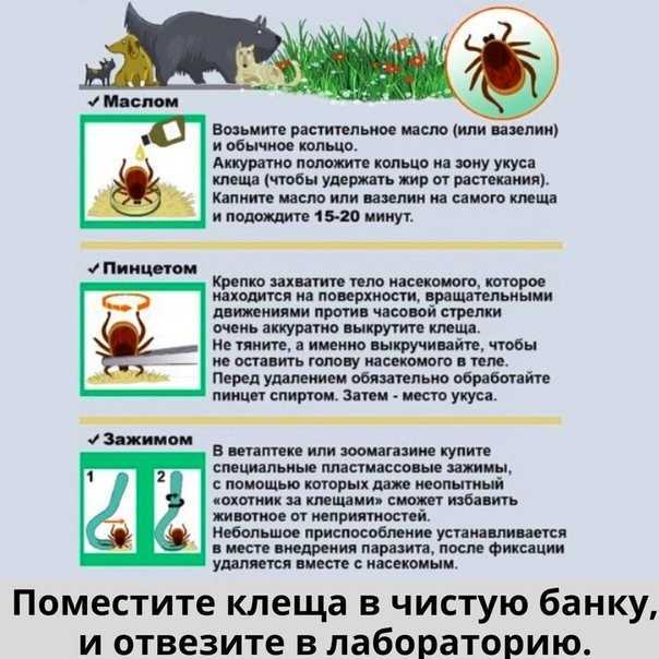 Собаку укусил клещ – симптомы, действия, последствия
