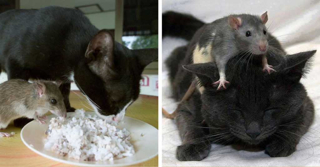 Какие кошки лучше ловят крыс и мышей?