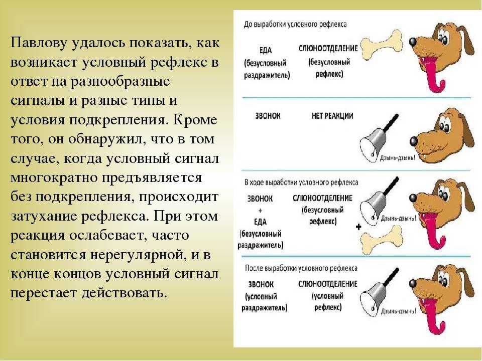 Условный рефлекс или эксперимент «собака павлова» - гимнастика: упражнения и инвентарь