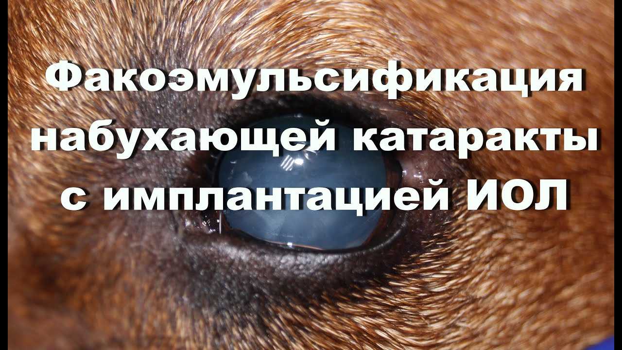 Катаракта у собак: симптомы, причины и лечение