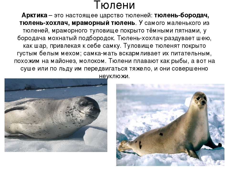 Тюлень-хохлач (cystophora cristata) - зооветеринарный портал беларуси 1vet.by