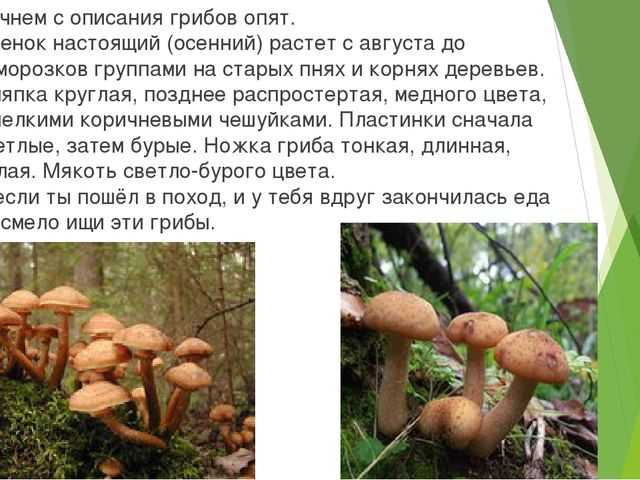 Опята: как найти, основные виды, полезные свойства + 70 фото