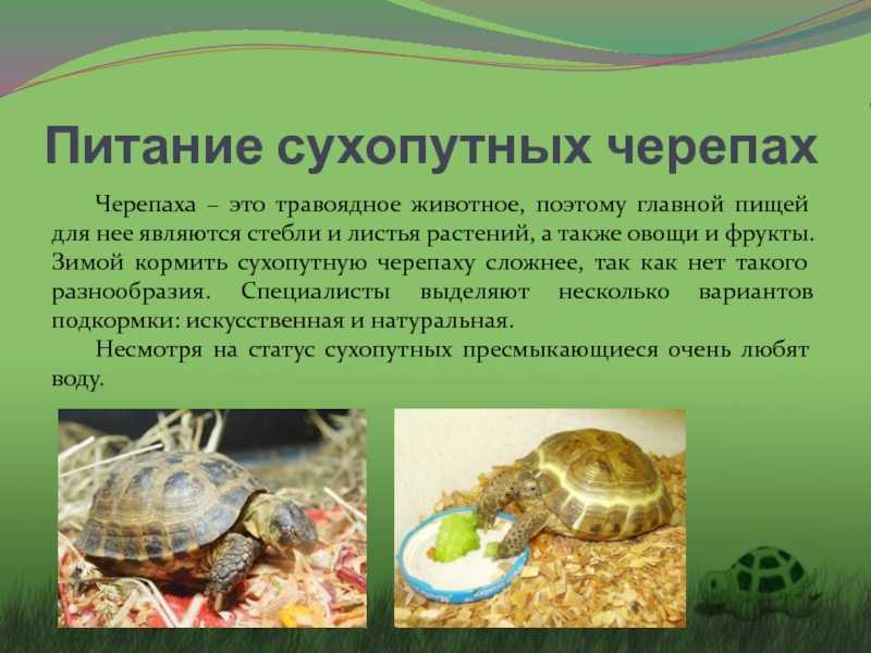 Все о сухопутной черепахе: описание, виды, где живет, сколько живет