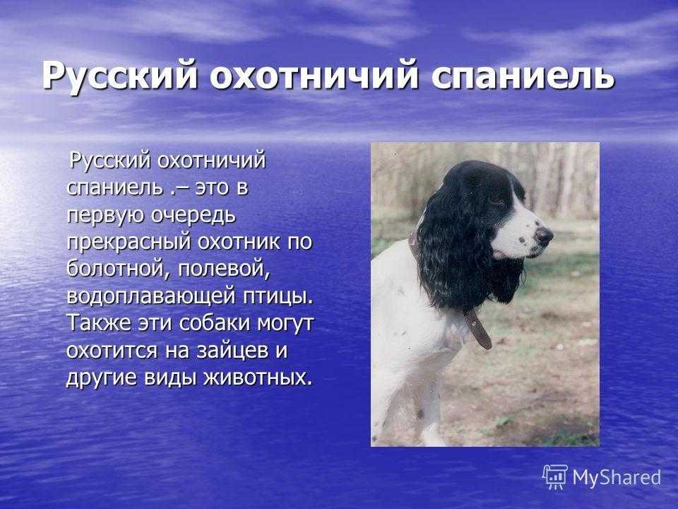 Бойкин-спаниель