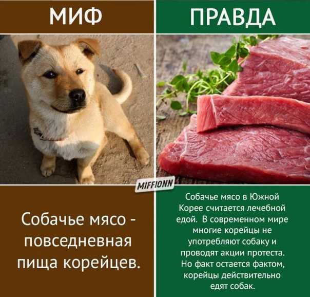 Кости для собак – польза или вред?