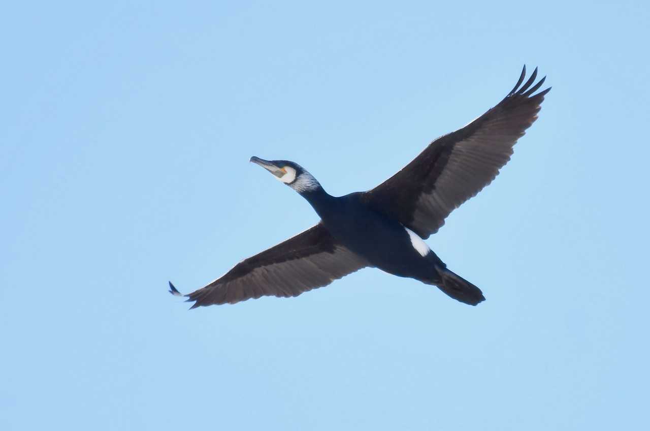 Баклан (phalacrocorax): описание, окрас, образ жизни и среда обитания баклана