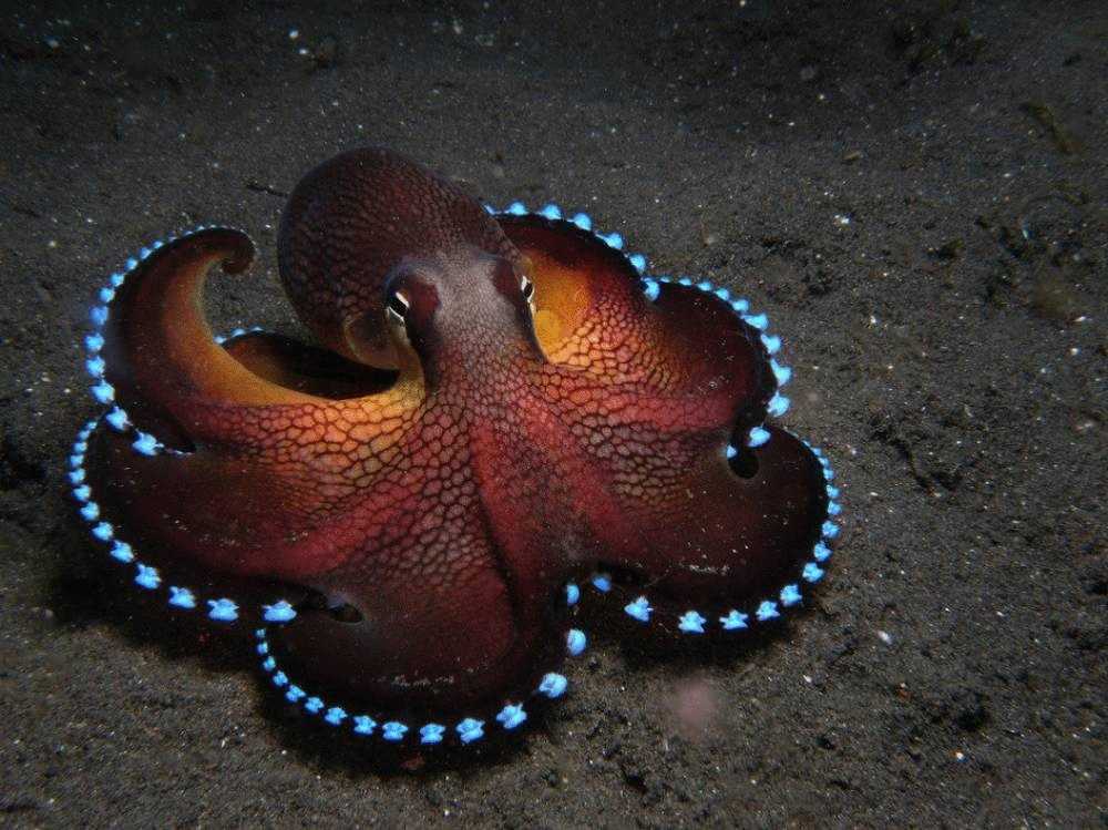 25 самых удивительных морских существ