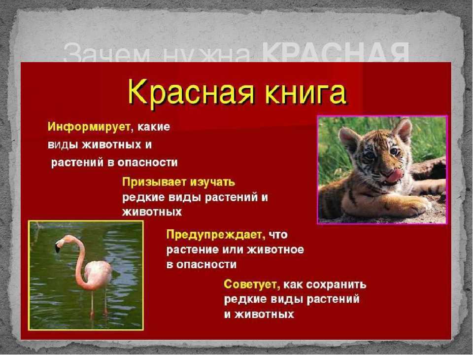 Презентация на тему: "презентация на тему «животные и растения, занесенные в красную книгу саратовской области» автор работы: учитель биологии и химии филиал моу «сош с. миусс.". скачать бесплатно и без регистрации.