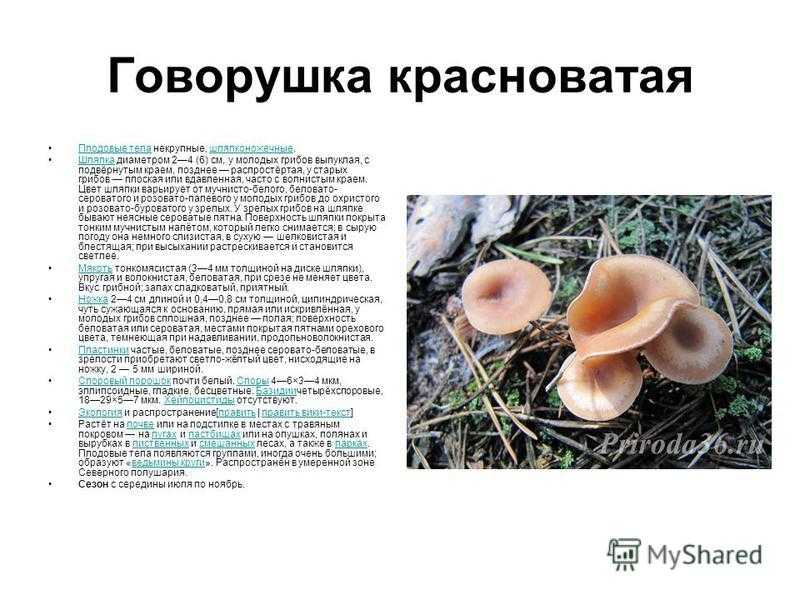 Съедобные грибы говорушки: фото и описание дымчатой, оранжевой (подогнутой) и душистой говорушек