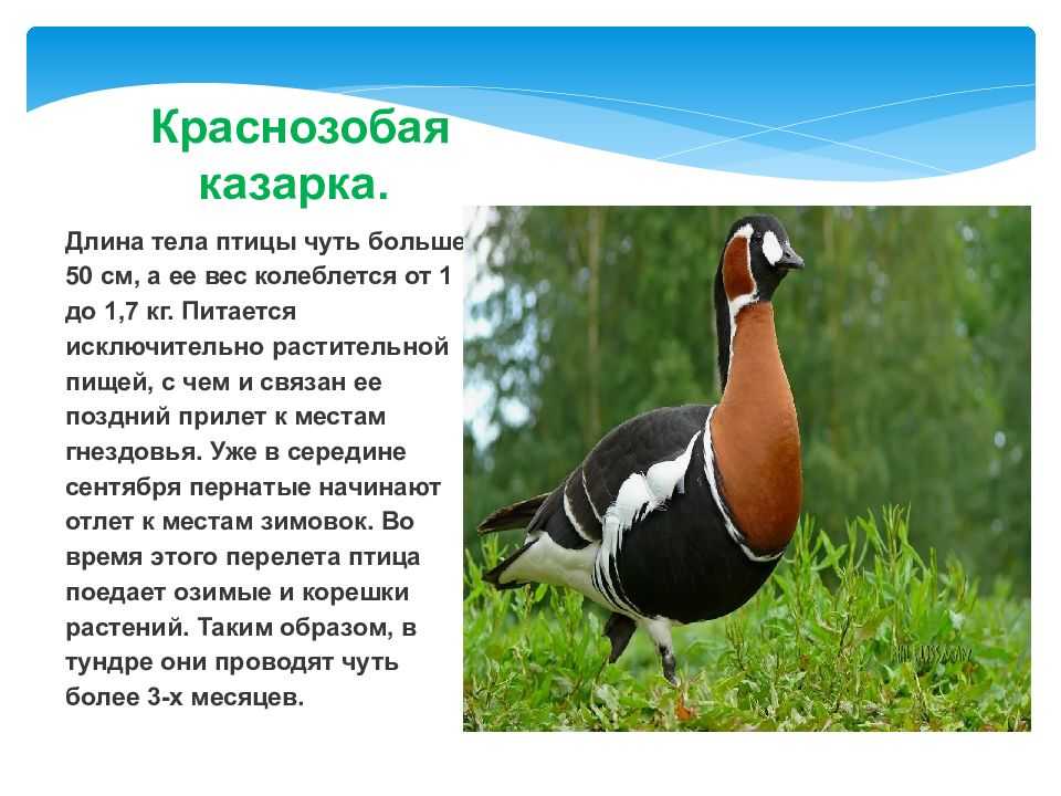 Краснозобая казарка . доклад. биология. 2008-12-09