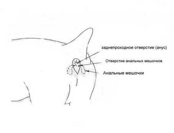Собака лижет под хвостом анус: почему так происходит