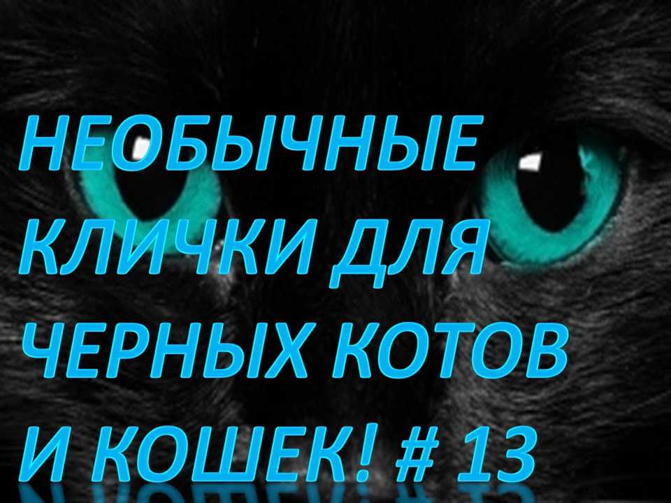 Клички для трехцветных кошек и котов: по алфавиту, идеи и варианты