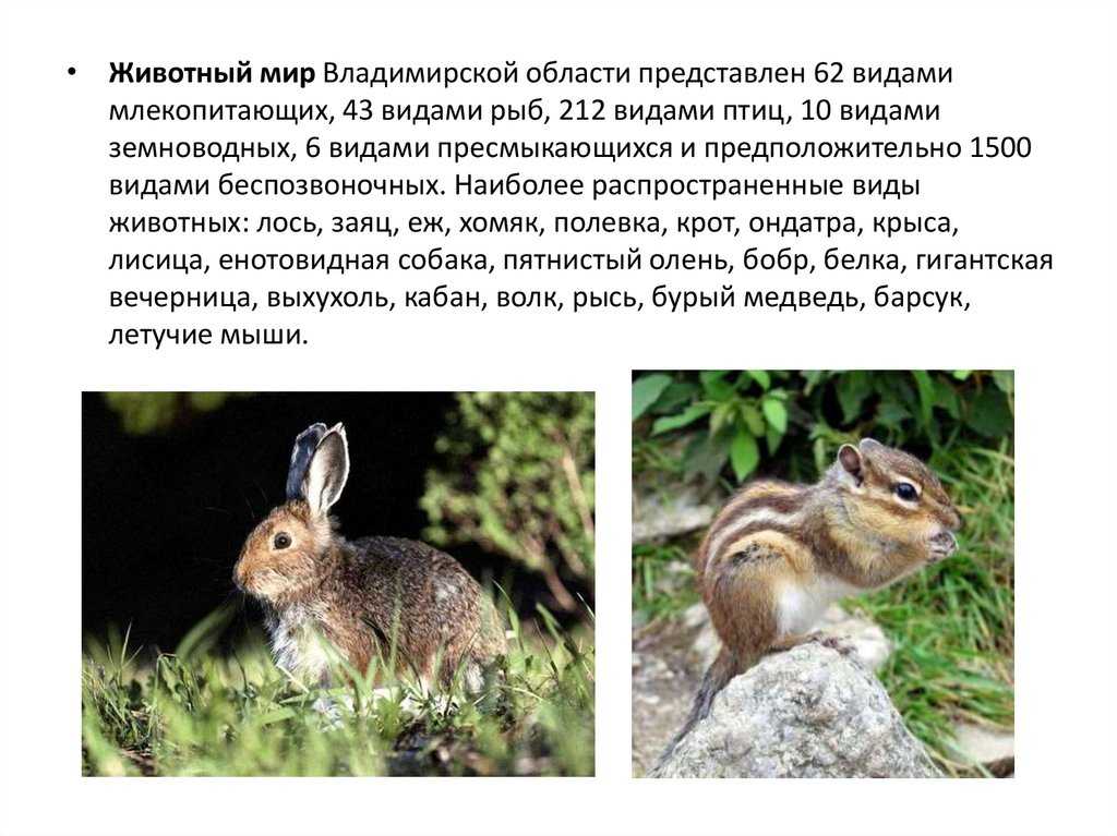 О птицах.