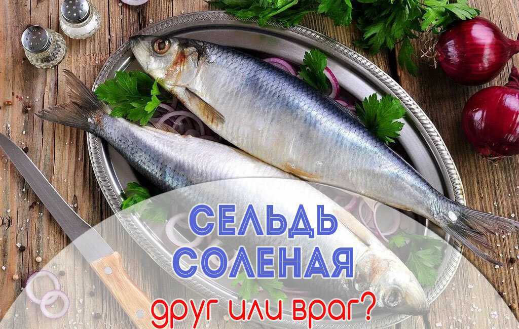 Какую рыбу можно давать собаке, можно ли собакам креветки