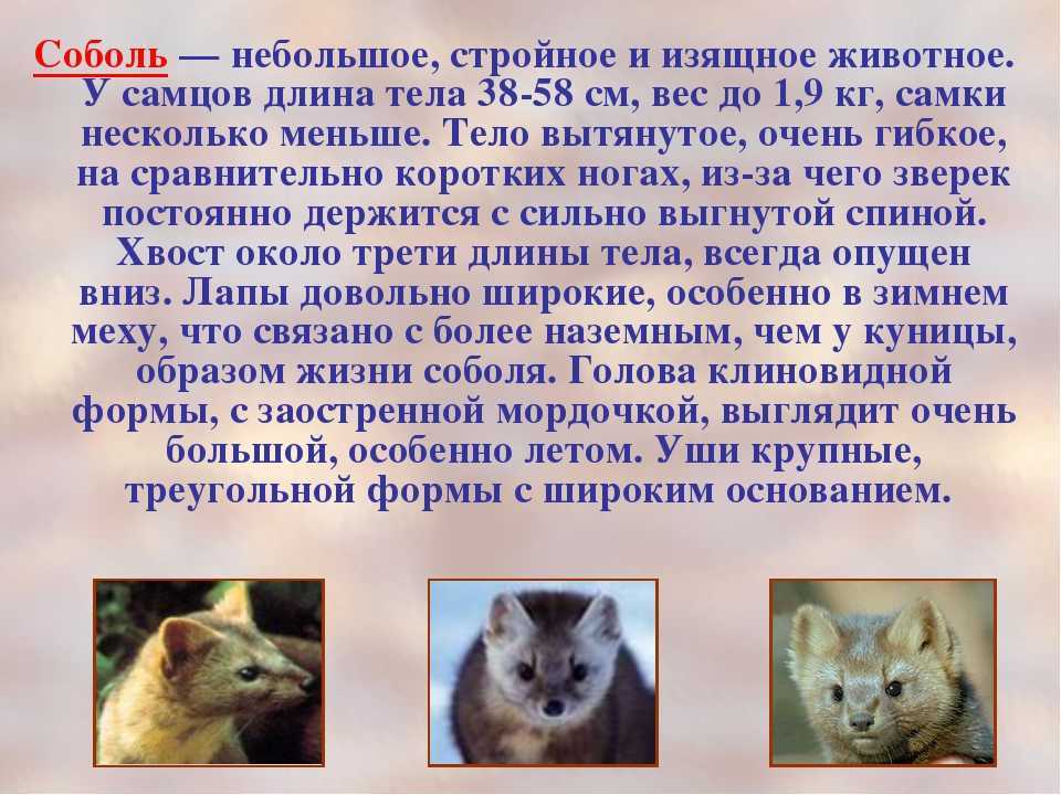 Сайгак