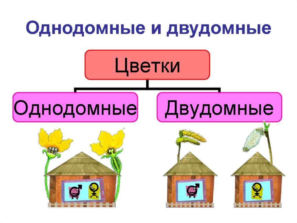 Однодомные и двудомные растения как различать