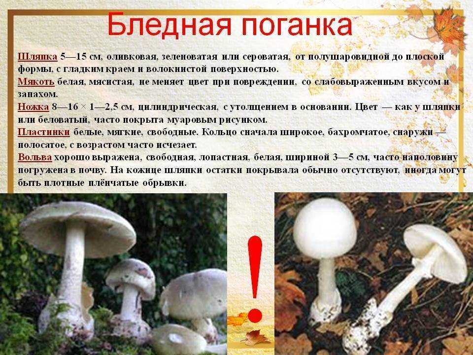 Бледная поганка: описание внешнего вида, признаки отравления и способы избавления