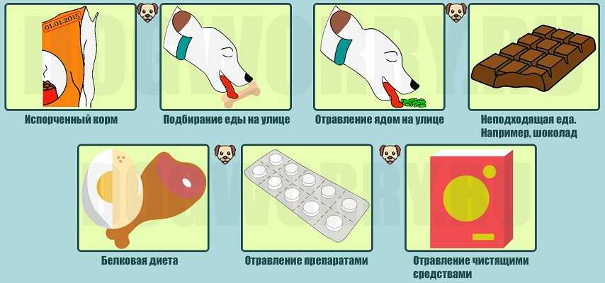 Как и чем кормить чихуахуа в домашних условиях: что можно давать чихуахуа из еды, рацион питания, рекомендации