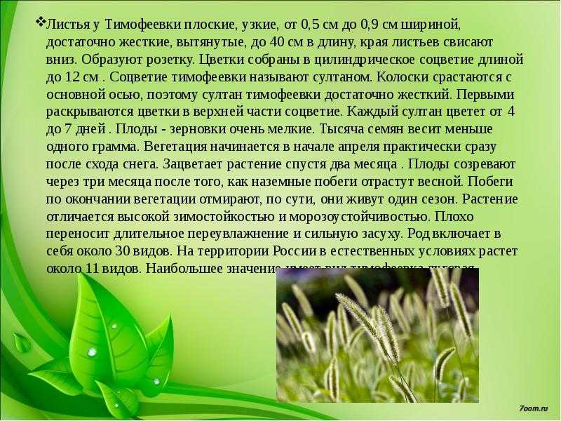 Тимофеевка луговая:описание вида и особенности развития | дачные идеи и опыт садоводов