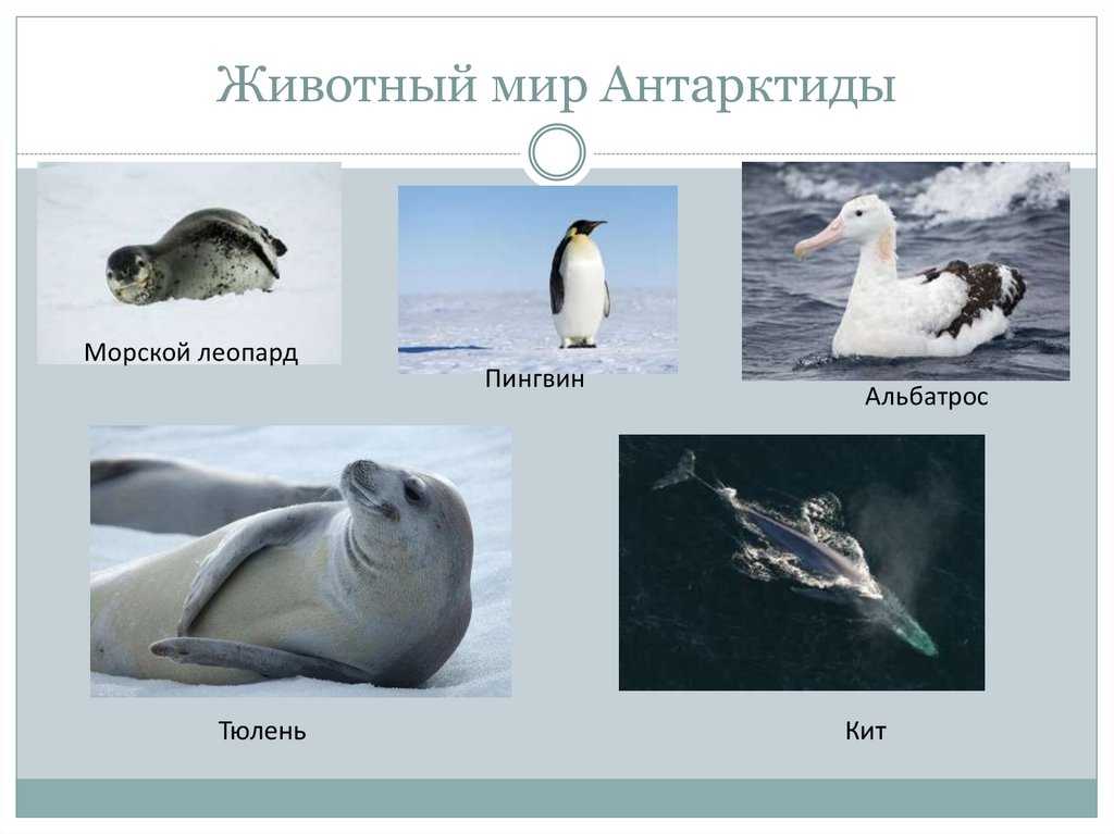 Животный мир антарктики