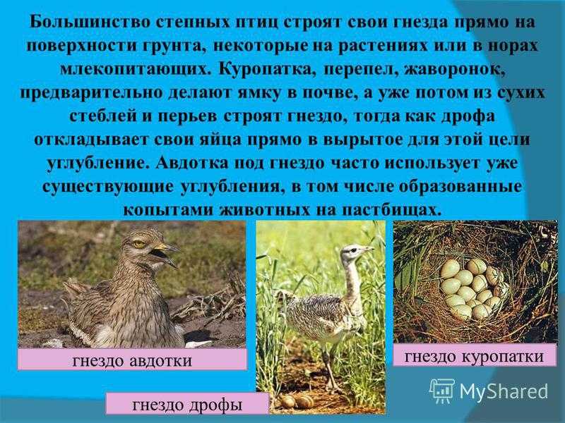 Какие животные обитают в степях?