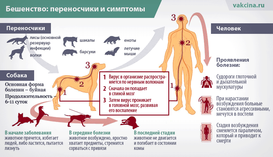Нервная форма чумы у собак: симптомы и лечение нервно-паралитической чумки, как лечить, прогноз и последствия