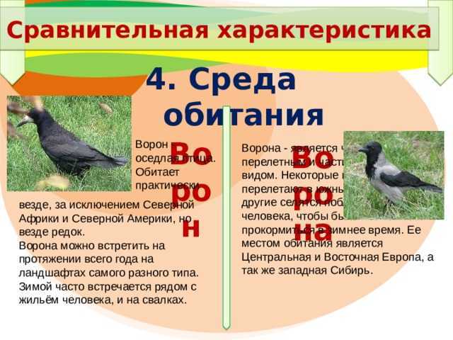Ворона - 99 фото терпеливой и интеллектуально развитой птицы