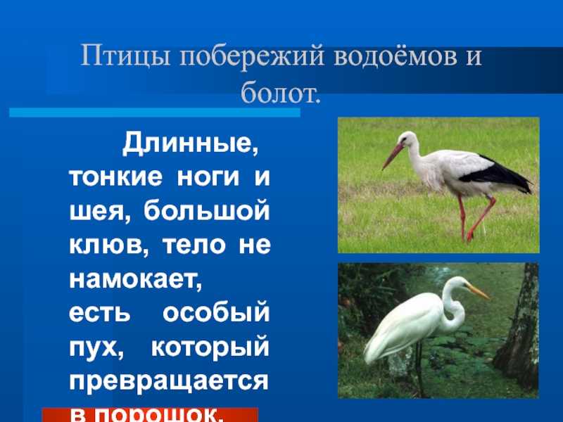 Животный и растительный мир болот: примеры, характеристика и фото — природа мира