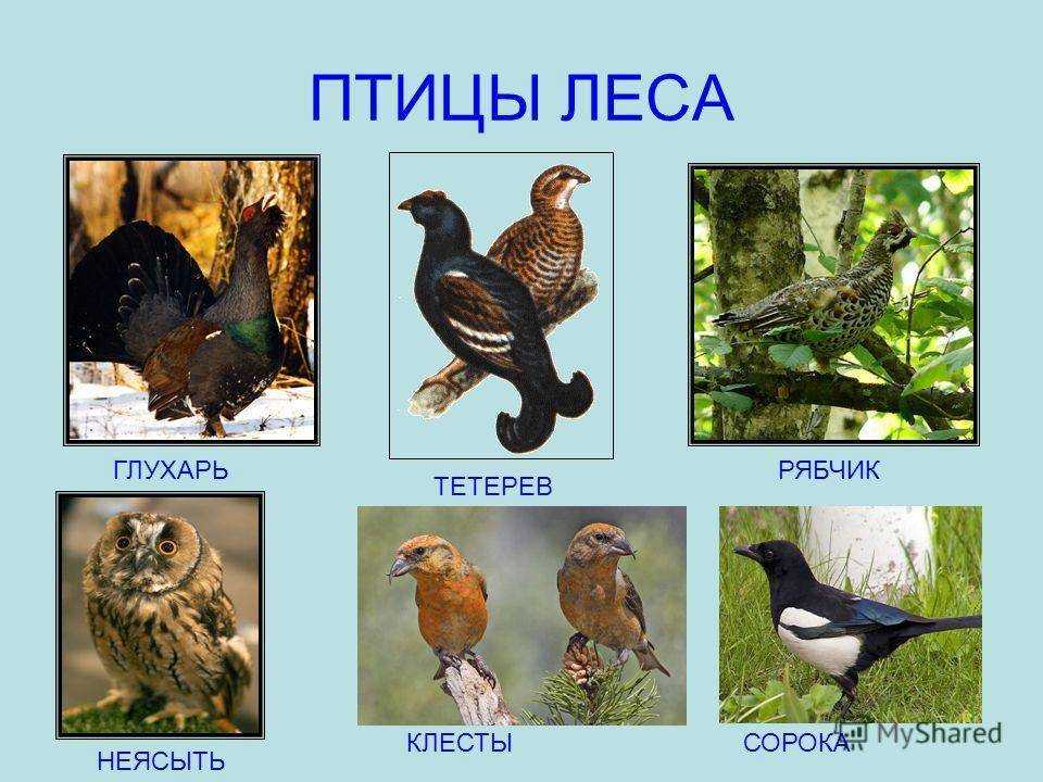 Кочующие птицы список — от земли до неба