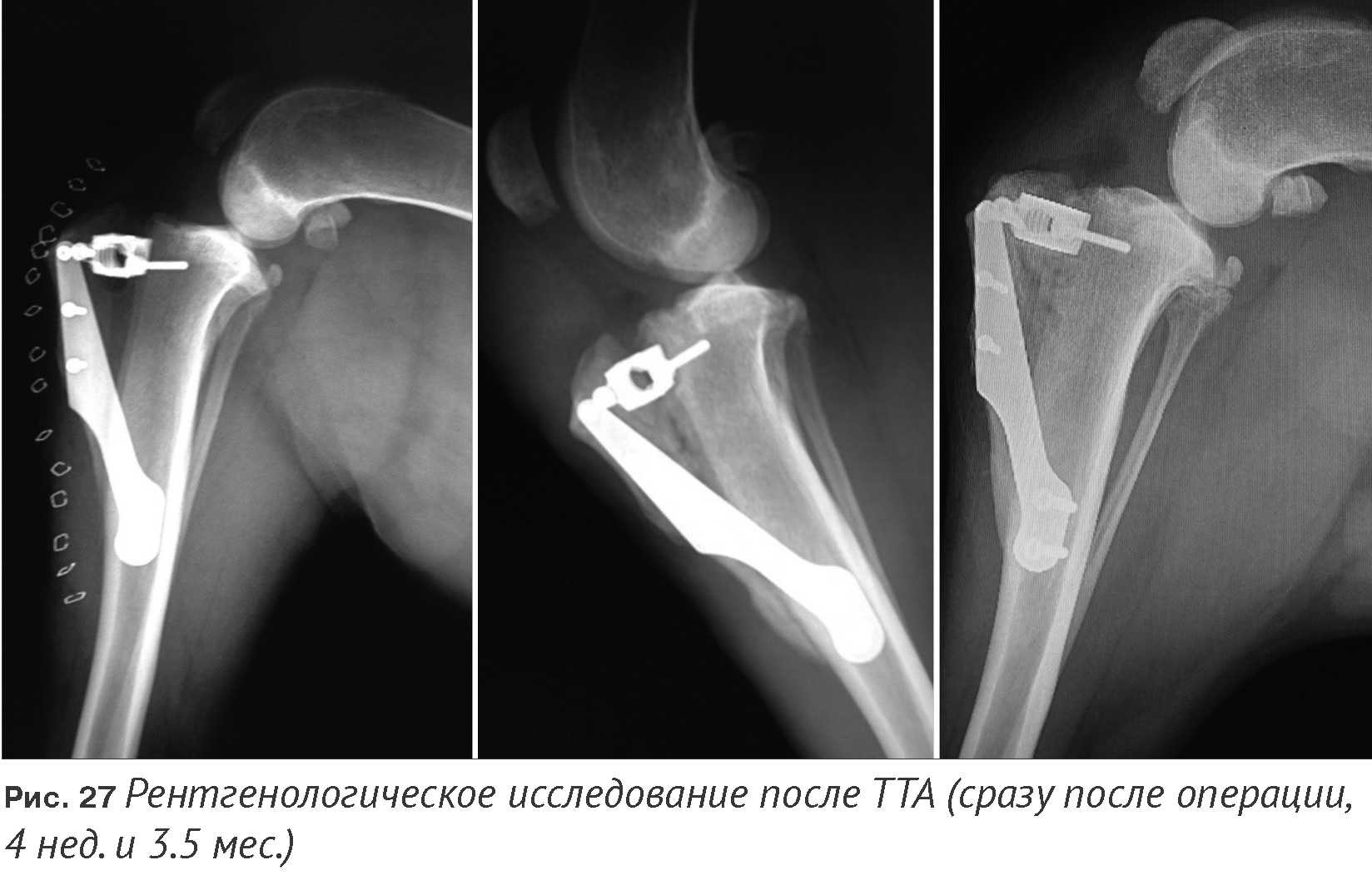 Если у собаки разрыв связок