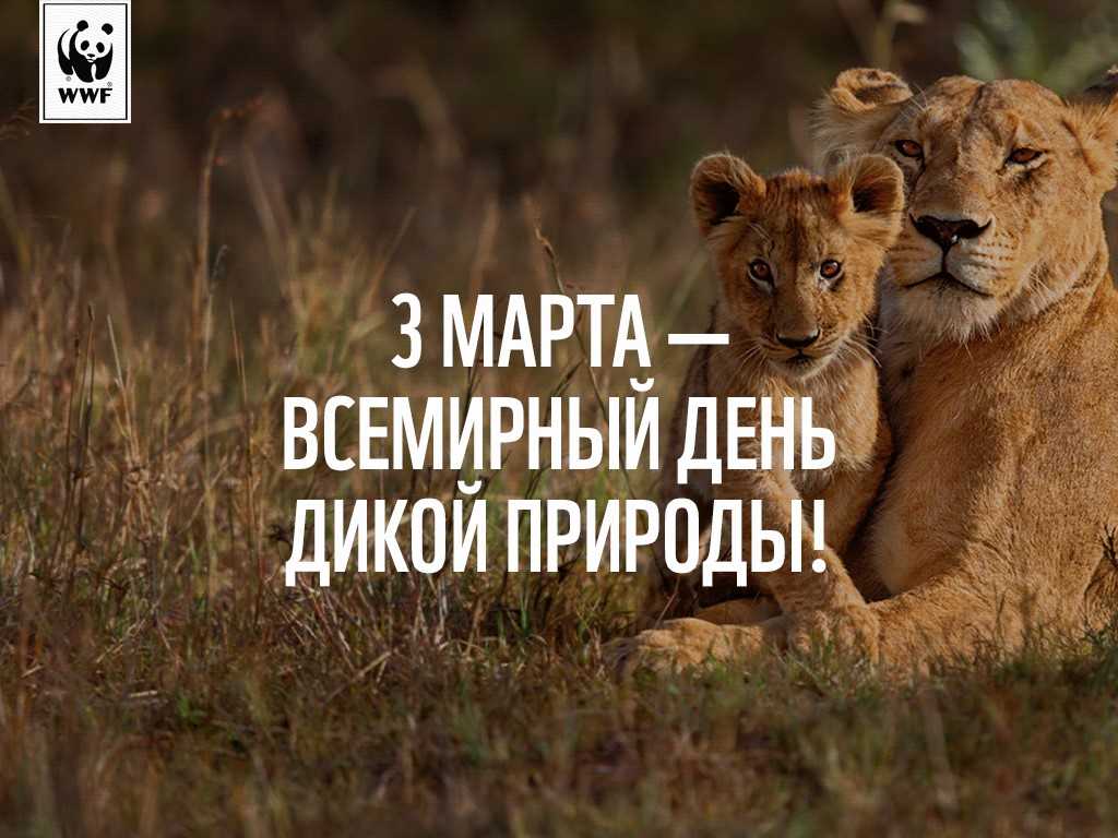 Всемирный день дикой природы в 2024 году: какого числа, дата и история праздника