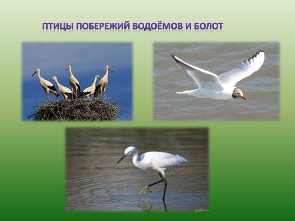 Птицы болот. описание, названия и особенности птиц болот